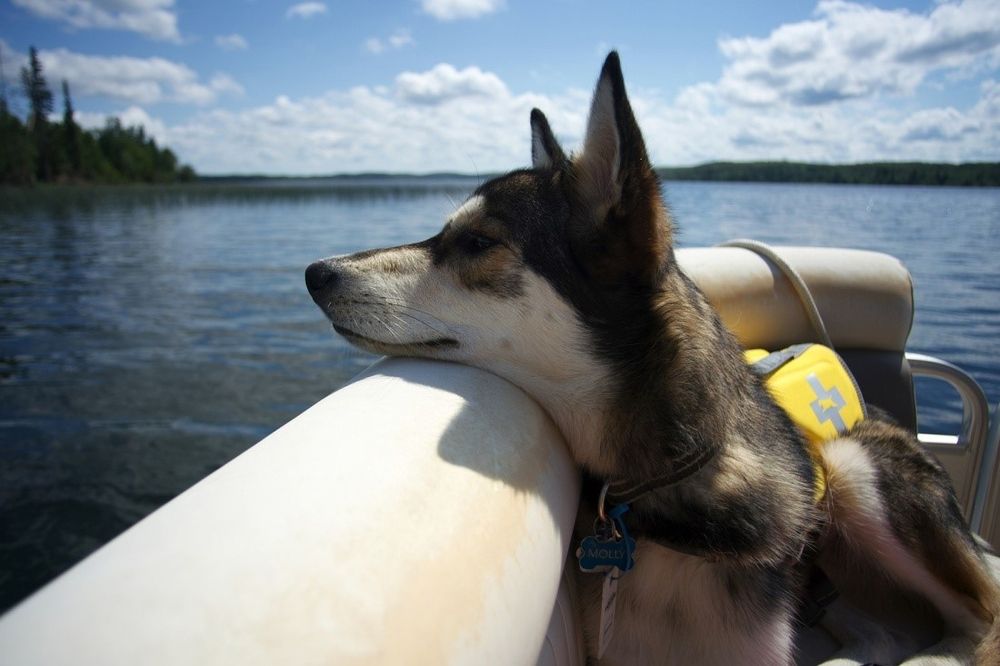 Безопасность перевозки с ковриком EVA: собака в лодке